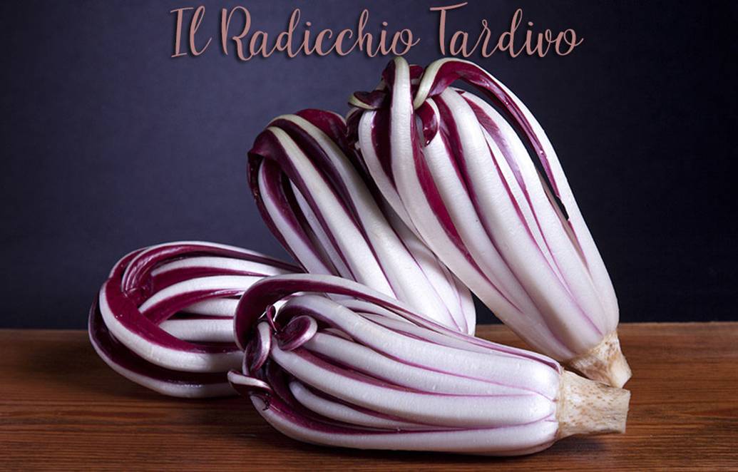 radicchio tardivo